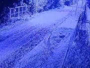 Alerta en Pilar por un puma que apareció en las inmediaciones de un barrio cerrado