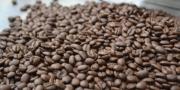Arce destaca apoyo de $us 8,5 millones para la producción de café en Yungas y su comercialización