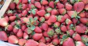 Revolución por la frutilla en San Juan: lanzan súper ofertas y afirman que los cajones “se vuelan”