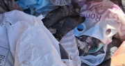 Encontraron diez pequeños cachorros en un contenedor de basura en Albardón: seis estaban muertos