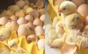 Insólito: compró huevos en el mercado y días después nacieron 70 pollitos en su cocina