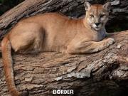 Un puma entró a un country de Pilar y generó preocupación entre los vecinos: los detalles