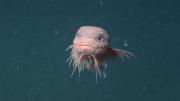 Descubren una nueva especie de pez caracol con ojos azules en el Océano Pacífico