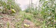 Los viticultores gestionarán un fideicomiso para el agro