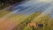 Alerta en Pilar por un puma suelto: el video