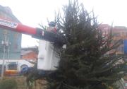 Alcaldía poda un árbol que malos vecinos convirtieron en un basurero cerca de la Ceja