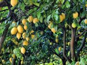 Para qué sirve ponerle canela al árbol de limón