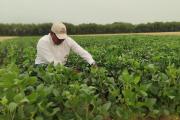 Exposoya del Norte impulsa la innovación para fortalecer la agricultura sostenible