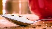 Con un truco casero y un ingrediente: cómo puedo evitar que la azucarera se llene de hormigas