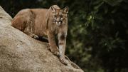 Alerta por un puma suelto en un country de Pilar: fue captado por las cámaras de seguridad