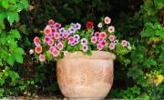 Las 2 plantas para sembrar en septiembre y ver crecer en primavera