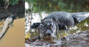 Fallece Jesús, el caimán negro símbolo de la fauna beniana