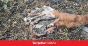 El Consejo Agrario empleó protocolo de actuación ante la presencia de carne envenenada