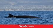 Científicos del CONICET impulsan avistaje de ballenas sei