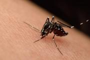La amenaza del virus del Nilo en Illinois: así puedes combatir el riesgo para tu salud