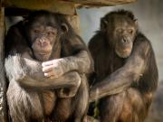 La teoría del mono borracho: científicos sugieren que el gusto de los humanos por el alcohol deriva de los chimpancés