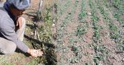 Cochabamba: Fuerte granizada afecta a varias comunidades y sembradíos de Vila Vila