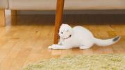 Cómo evitar que los gatos arañen los sillones y los muebles