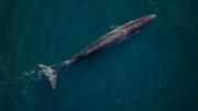 Cómo es el proyecto de científicos del Conicet para que Chubut tenga avistaje de ballenas todo el año
