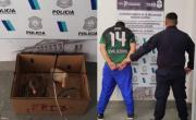 Cotorras teñidas en La Plata: una historia de crueldad y animales en agonía