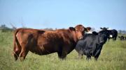 Nuevo sistema de tipificación bovina: “Es un primer paso en un camino positivo donde no sea todo lo mismo”