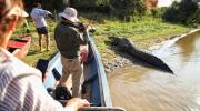 Murió Jesús, el caimán que fue emblema del turismo en las pampas del Yacuma