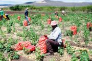 Asambleísta en Tarija acusa a revendedores de aprovechar desastres para subir precios en tomate y cebolla