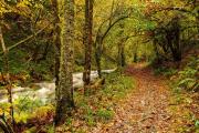 Las 10 mejores rutas de senderismo en otoño en España: hayedos, cascadas y paisajes dorados