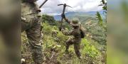 Anuncian ingreso de brigadas de erradicación de coca al trópico