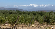 De Cañada Honda al mundo: un aceite de oliva sanjuanino en top 20 mundial
