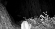 En primer plano: un puma se paseó frente a una cámara trampa en un parque sanjuanino