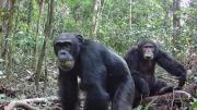 Los chimpancés toman alcohol todos los días pero no se emborrachan, esto revelaron científicos