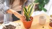 Pocos lo saben: cuáles son las propiedades curativas de la sansevieria o lengua de suegra
