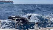 El verdadero motivo detrás de los misteriosos “ataques” de orcas a barcos