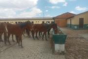 Militares comisaron ganado equino para salvar la vida y frustrar su faenado