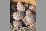 Allanamiento en San Martín: detienen a un hombre y rescatan trece tortugas terrestres