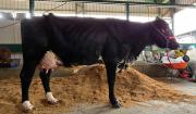 Catalina, la vaca Girolando, se corona nuevamente en la Expocruz 2025 tras superar los 90 kilos de leche diarios