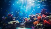 Peces payaso podrían desaparecer en los próximos años por el calentamiento global
