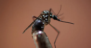 Dengue: el método poco convencional para mantener alejados a los mosquitos