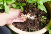 Los mejores fertilizantes naturales para tus plantas en cualquier época del año