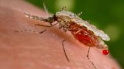 Beni: Toda una comunidad contagiada de malaria; el centro de salud cercano no tiene medicinas ni gasolina