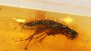 Como en Jurassic Park: roca de ámbar permite el descubrimiento de un ecosistema perdido en América del Sur
