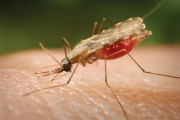 Tragedia sanitaria en la comunidad 7 de Julio, Beni: un pueblo entero enfermó de malaria