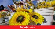 Furor por las flores amarillas en la previa a la Primavera