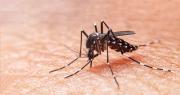 Detectan una variante americana del mosquito del dengue tras analizar más de 1.200 genomas