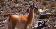 Innovadora iniciativa: contarán los guanacos de la cordillera calingastina