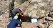 Gendarmes hallaron petroglifos y fragmentos de vasijas en Calingasta tras una denuncia en redes sociales