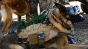 Misión cumplida: la historia de Drako, el perro que se despide en la Parada Militar 2025