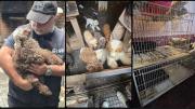 Jaulas, caniches y un caballo agonizando: del hacinamiento y maltrato animal en Flores al tráfico ilegal en Mendoza