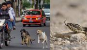 Más de 600 salteños atendidos por mordeduras de perro y decenas por mordeduras de víbora